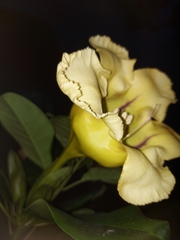 Solandra maxima