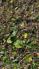 Hydrocotyle bonariensis