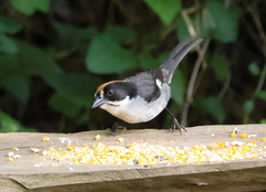 Atlapetes leucopterus