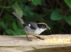 Atlapetes leucopterus