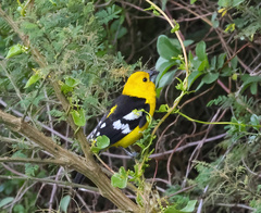 Pheucticus chrysogaster