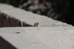 Ctenosaura hemilopha