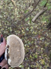 Trametes suaveolens