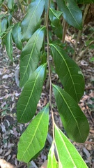 Glochidion ferdinandi