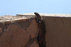 Ctenosaura hemilopha