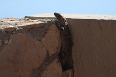 Ctenosaura hemilopha