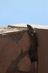 Ctenosaura hemilopha