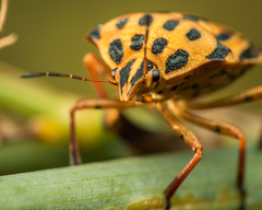 Graphosoma semipunctatum