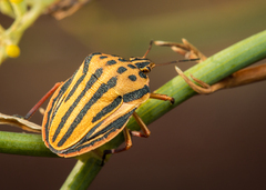 Graphosoma semipunctatum