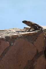 Ctenosaura hemilopha