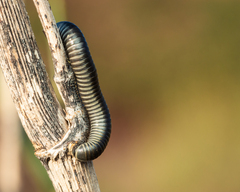 Ommatoiulus rutilans