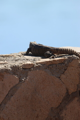 Ctenosaura hemilopha