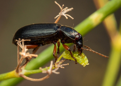 Ophonus incisus