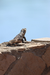 Ctenosaura hemilopha