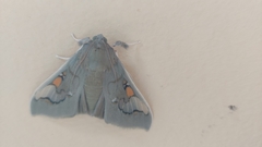Siga pyronia