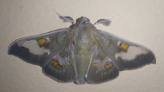 Siga pyronia