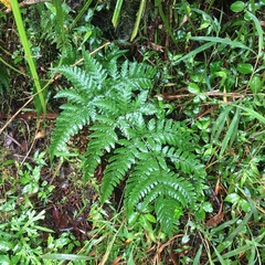 Dryopteris melanocarpa