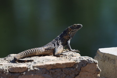 Ctenosaura hemilopha