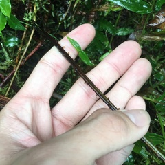 Dryopteris melanocarpa