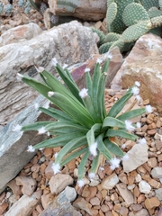 Agave albopilosa