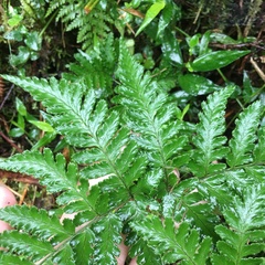 Dryopteris melanocarpa