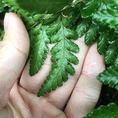 Dryopteris melanocarpa