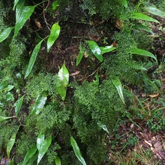 Hymenophyllum fujisanense