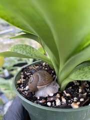 Zachrysia provisoria