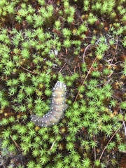 Eacles imperialis pini