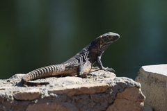 Ctenosaura hemilopha