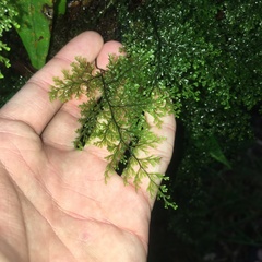 Hymenophyllum fujisanense