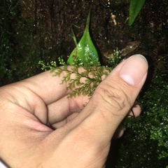 Hymenophyllum fujisanense