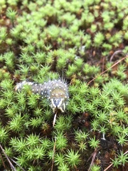 Eacles imperialis pini