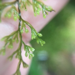 Hymenophyllum fujisanense