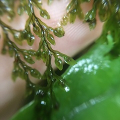 Hymenophyllum fujisanense