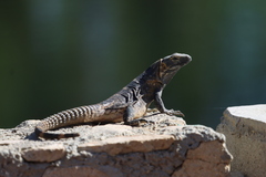 Ctenosaura hemilopha