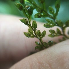 Hymenophyllum fujisanense
