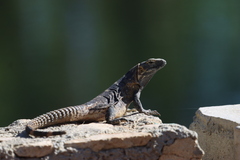 Ctenosaura hemilopha