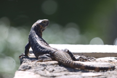 Ctenosaura hemilopha