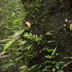 Phlegmariurus fordii