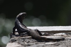 Ctenosaura hemilopha