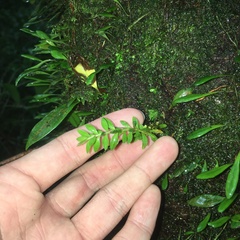 Phlegmariurus fordii