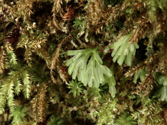 Hymenophyton