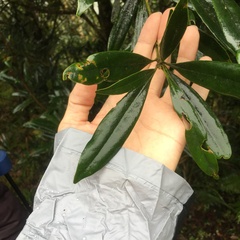 Lithocarpus dodonaeifolius