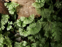 Hymenophyton