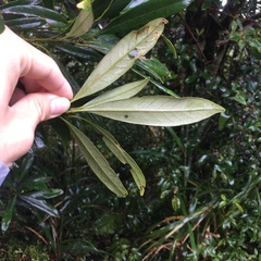 Lithocarpus dodonaeifolius