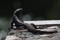 Ctenosaura hemilopha