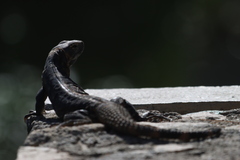 Ctenosaura hemilopha