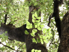 Nothofagus truncata