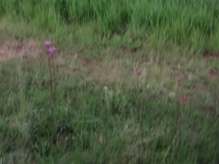 Campuloclinium macrocephalum